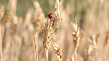 Photographie d'une coccinelle sur un épi de blé ©DR