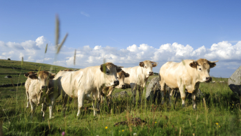 IGP "Génisse Fleur d'Aubrac" ©Association Fleur d'Aubrac