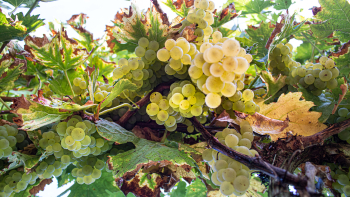 AOP Vins de Tursan ©Qualité Landes