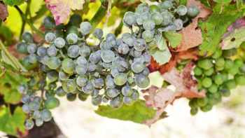 Illustration représentant une grappe de raisins sur une vigne.