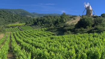 AOP "Clairette du Languedoc" ©Céline et Gilles Deschamps / CIVL