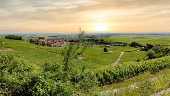 Panorama de vignobles en Champagne ©O. Russeil