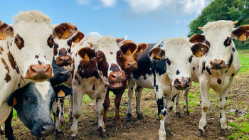 Vaches en Normandie ©Lomig sur Unsplash