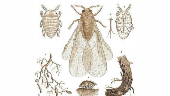 Le Phylloxéra, puceron parasite de la vigne