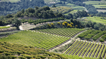 Côtes du Rhône © C Grilhet