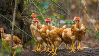 Volailles Fermières des Landes IGP-Label Rouge ©Qualité Landes