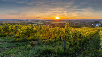 IGP "Lorraine" ©Didier Protin / Association des Vignerons de Lorraine