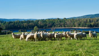 Agneaux du Limousin 