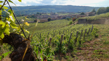 Vignes en Bourgogne ©INAO