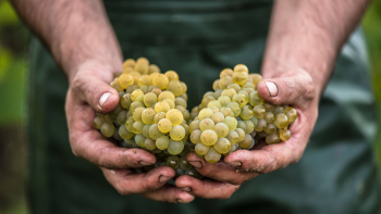 AOP "Muscadet Coteaux de la Loire" ©Emeline Boileau