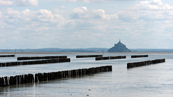 AOP Moules de bouchot de la Baie du Mont-Saint-Michel ©Comité AOP Moules de Bouchot de la baie du Mont-St-Michel