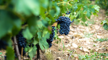 AOP "Beaujolais" ©Inter Beaujolais