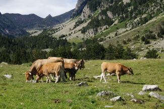 IGP "Rosée des Pyrénées Catalanes" ©Myriam Codini