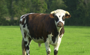 vache normande