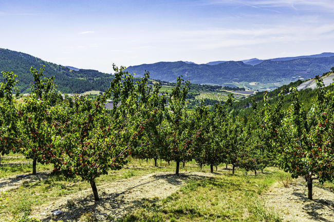 IGP "Abricot des Baronnies" ©WeGo Productions