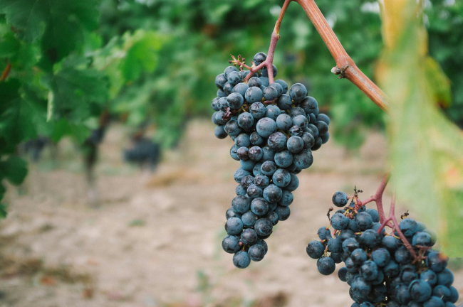 Photographie d'une grappe de raisin sur une vigne