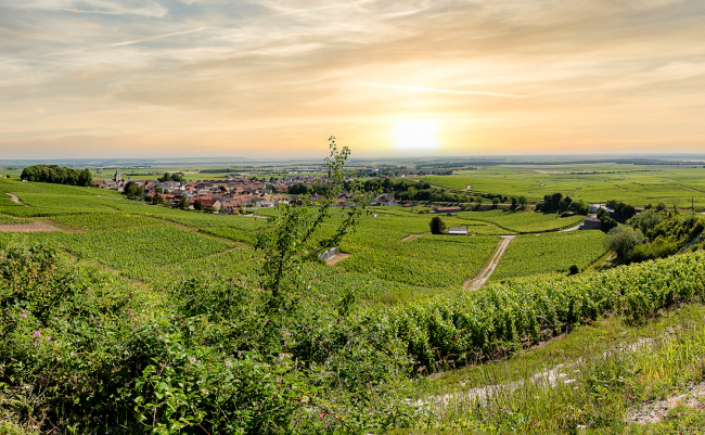 Panorama de vignobles en Champagne ©O. Russeil