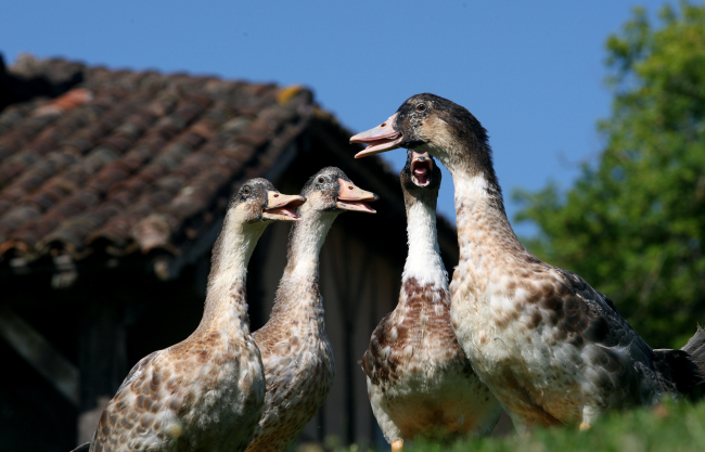 Photographie de canards - IGP et Label Rouge "Volailles fermières des landes" ©Qualité Landes