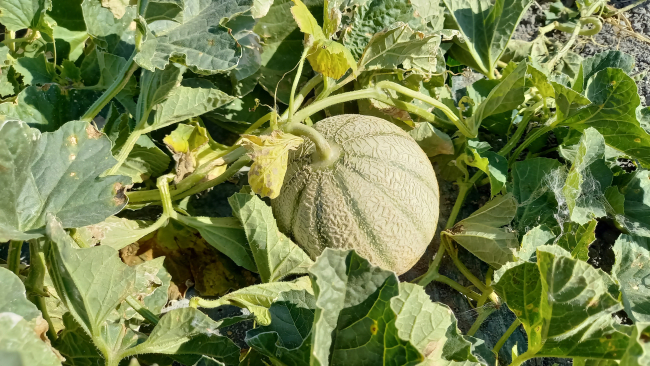 « Melon » de type charentais jaune (n°LA06/23) ©Vendée Qualité