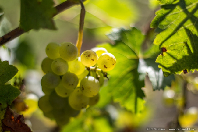 Grappe de raisin 