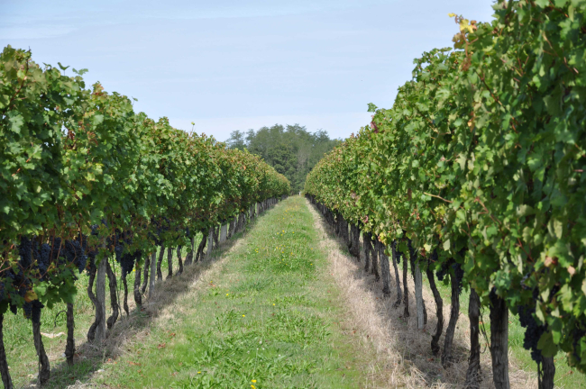 Vignes de Bearn