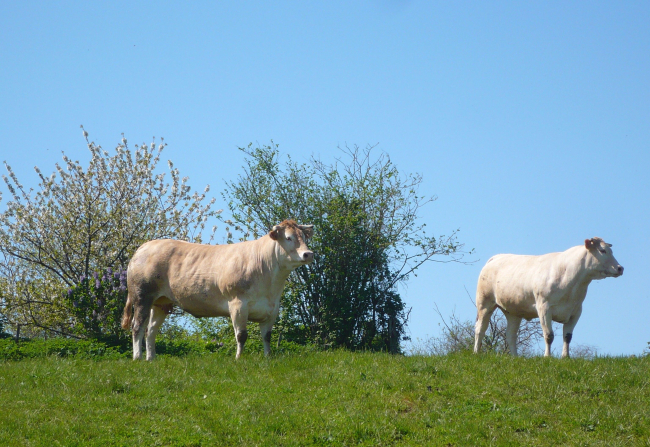 IGP Boeuf de Vendée