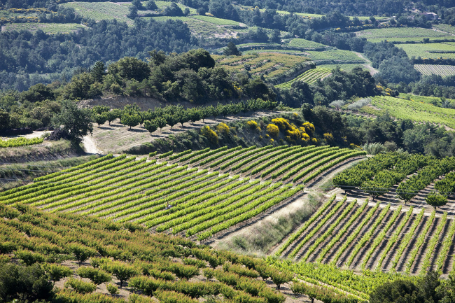 Côtes du Rhône © C Grilhet