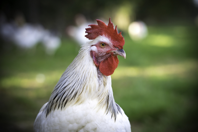 Poulet du Bourdonnais © Jerôme Chabanne