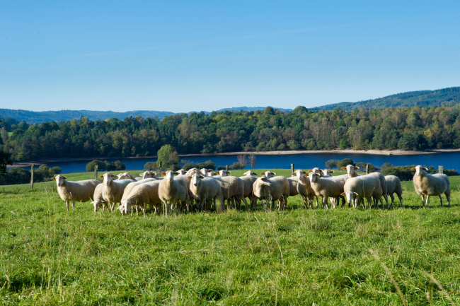 Agneaux du Limousin 