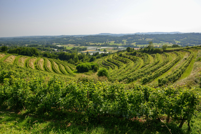 Vignes en Corrèze ©Fédération des vins de Corrèze