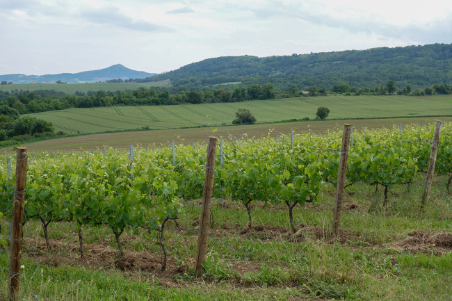 Côte d'Auvergne