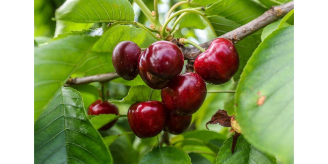 Cerise des coteaux du Ventoux