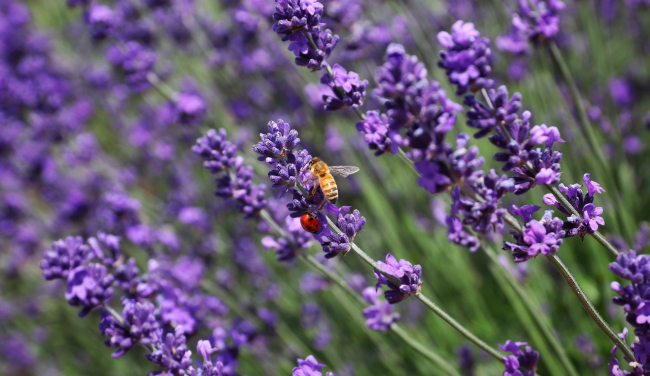 Coccinelle et abeille sur de la lavande ©Mario Mendez sur Unsplash