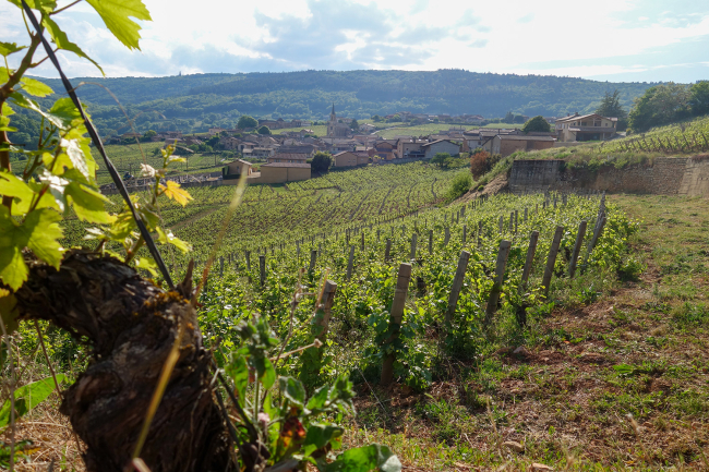 Vignes en Bourgogne ©INAO