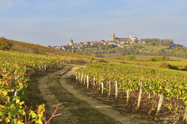 Vignoble Vézelay