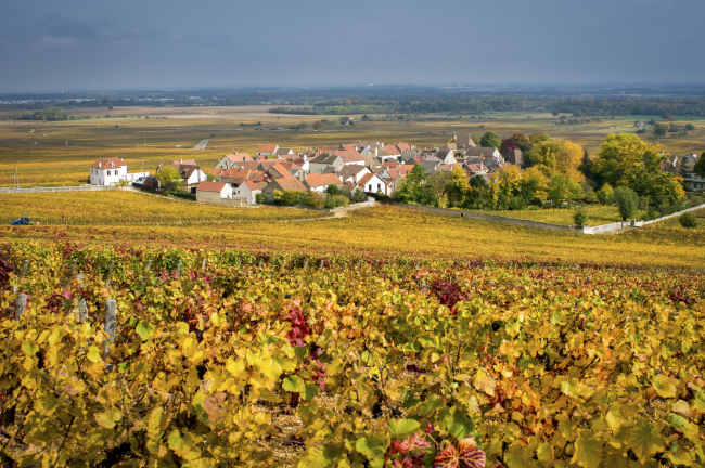 Vignoble "AOP Morey-Saint-Denis" en Bourgogne