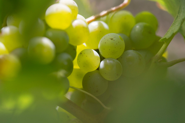 AOP "Bourgogne aligoté" ©BIVB / Sébastien Boulard