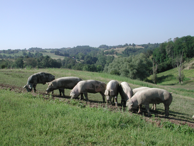 Porc d'auvergne